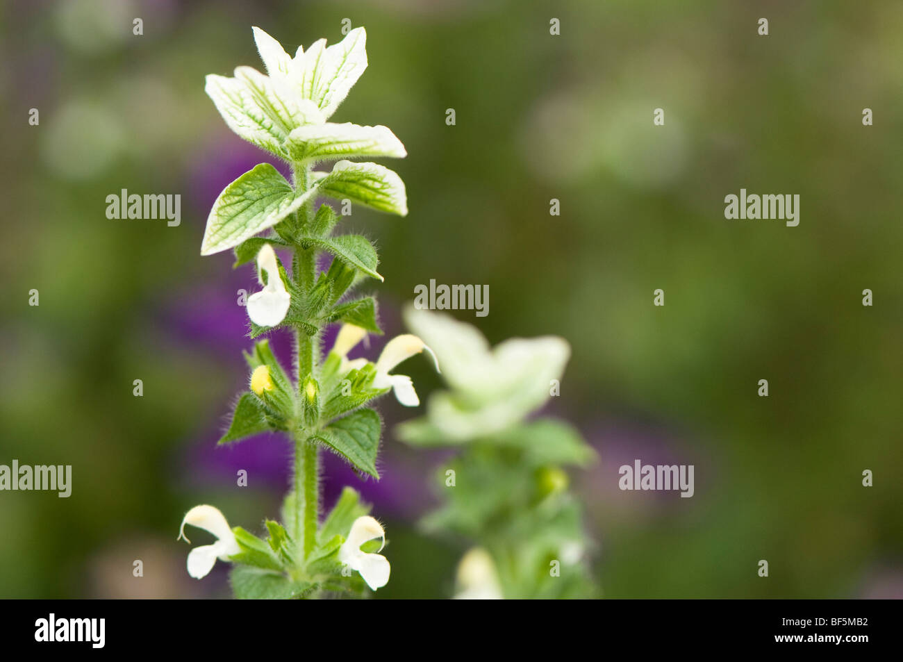 Salvia horminum White in Autumn Stock Photo