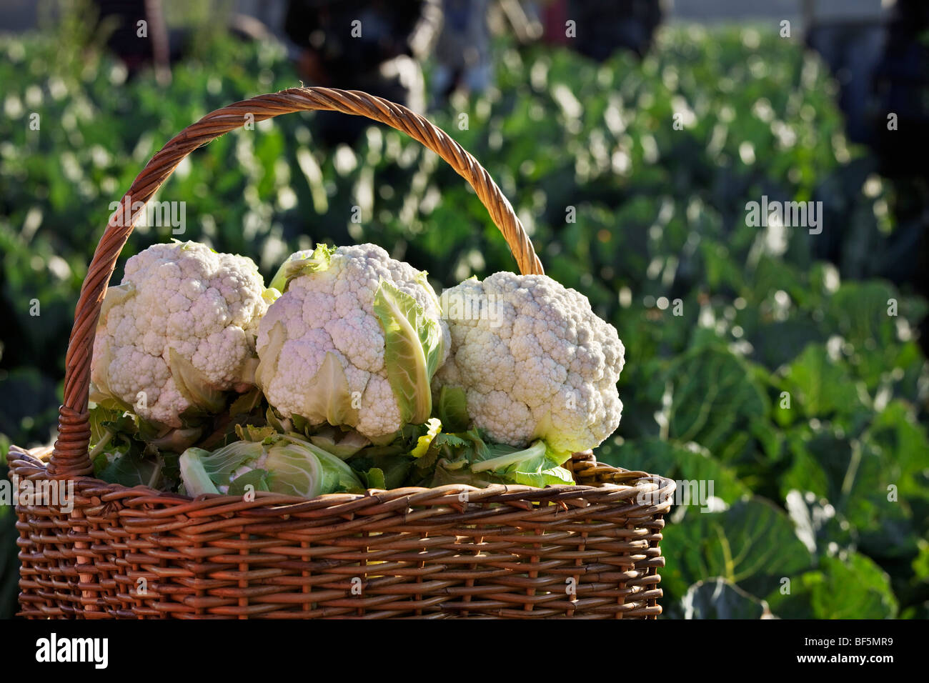 Cauliflower in basket. Fresh cauliflower being harvested from fields and awaiting shipment. South Africa Stock Photo