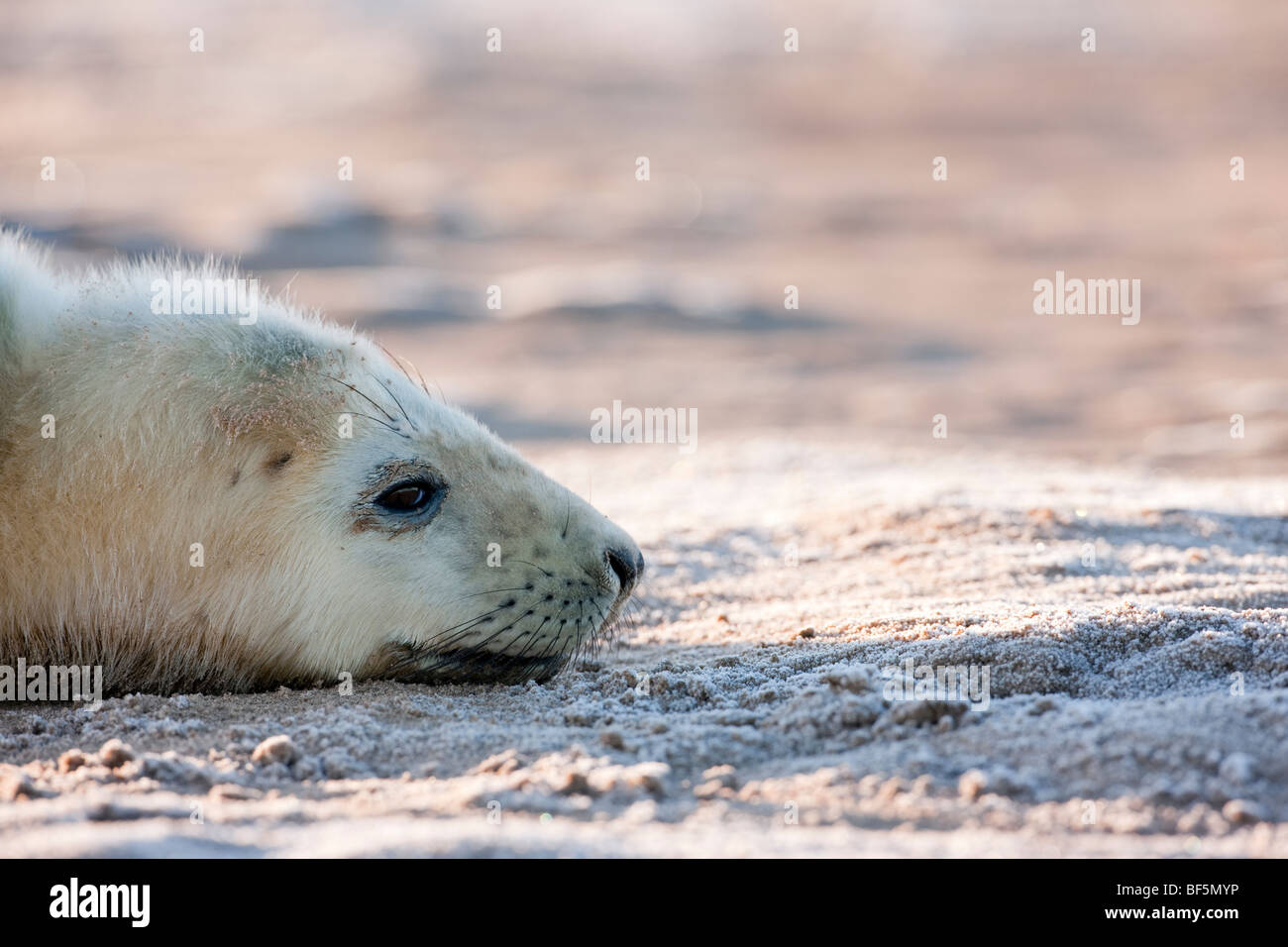 Grey seal pup, early morning Stock Photo