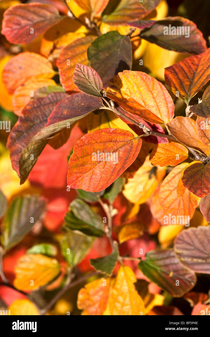 Fothergilla Major, Autumn foliage Stock Photo