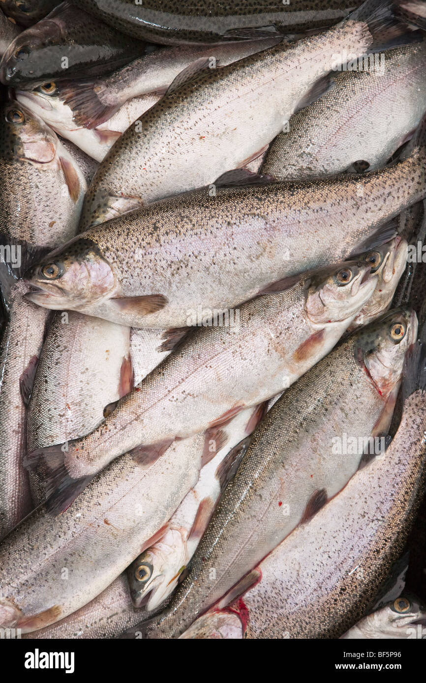 Heap of young trouts Stock Photo