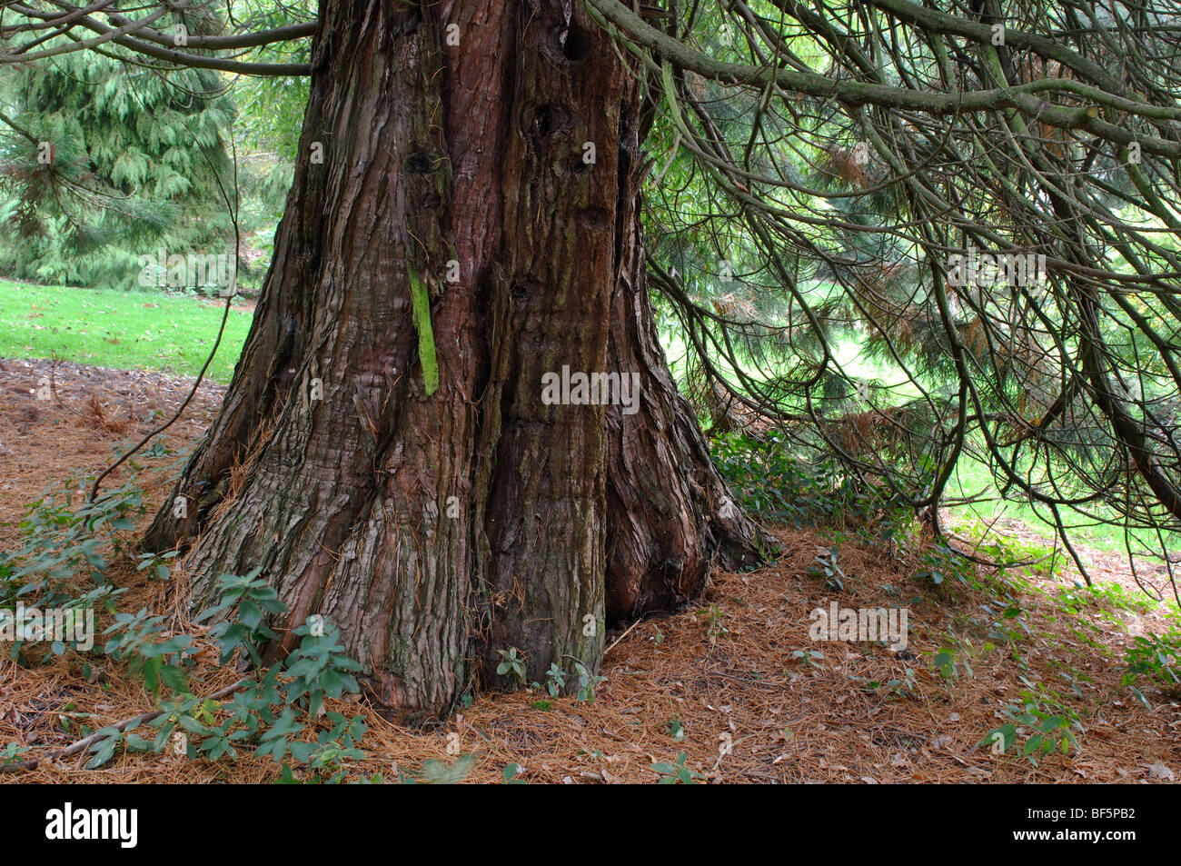 Sequoiadendron giganteum at Batsford Arboretum, Gloucestershire, England, UK Stock Photo