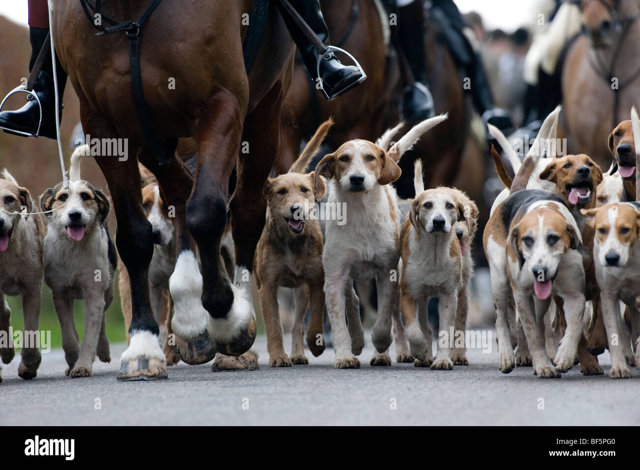 Dulverton farmers hunt enjoy the first day of the season on Exmoor, uk Stock Photo