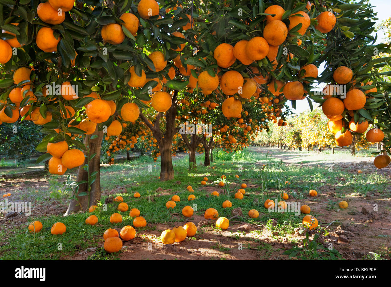 Orange laden fruit trees in an orchard Stock Photo