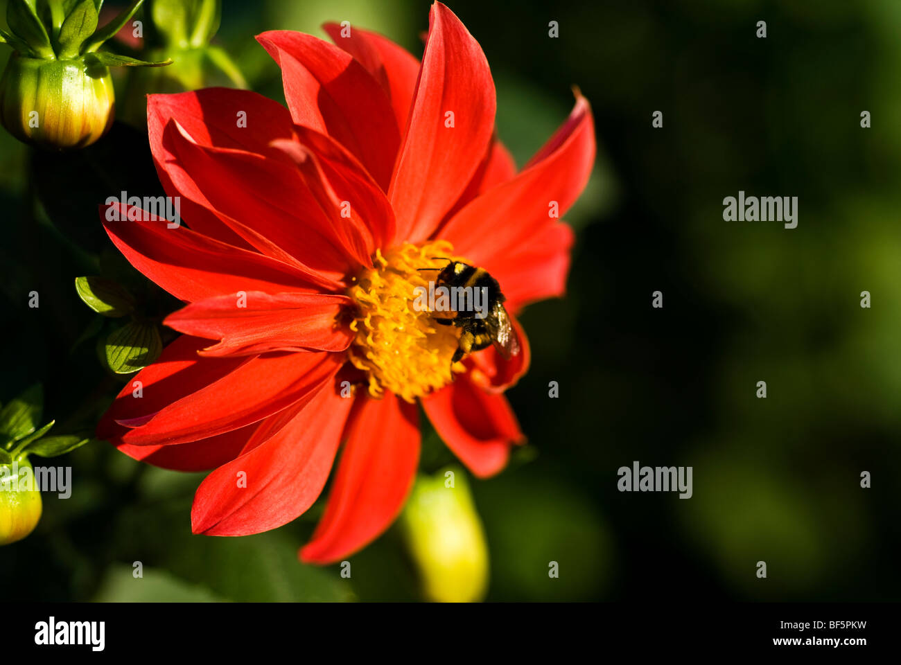 red flower with a honey bee on a green background Stock Photo