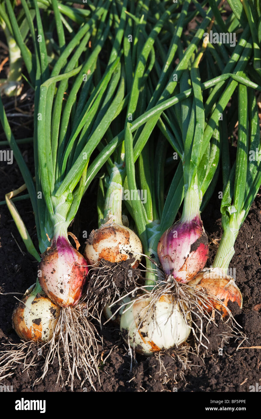 bunch of fresh onions just picked lying in the ground Stock Photo - Alamy