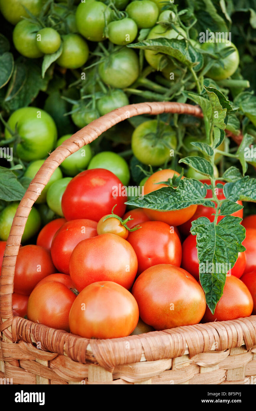 Wicker basket of ripe red fresh tomatoes Stock Photo