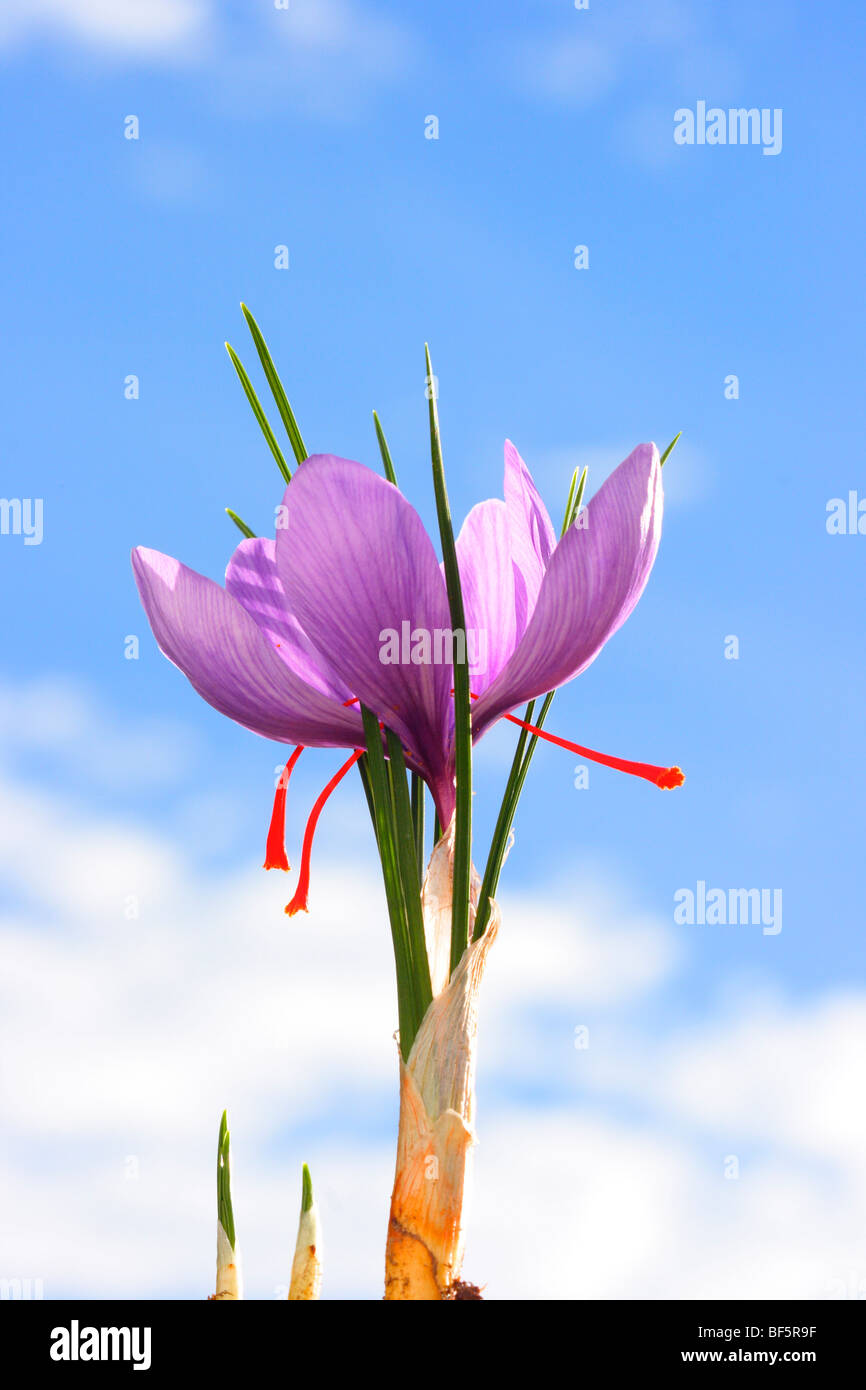 Saffron (Crocus sativus) Flower closeup showing red stigmas that dried
