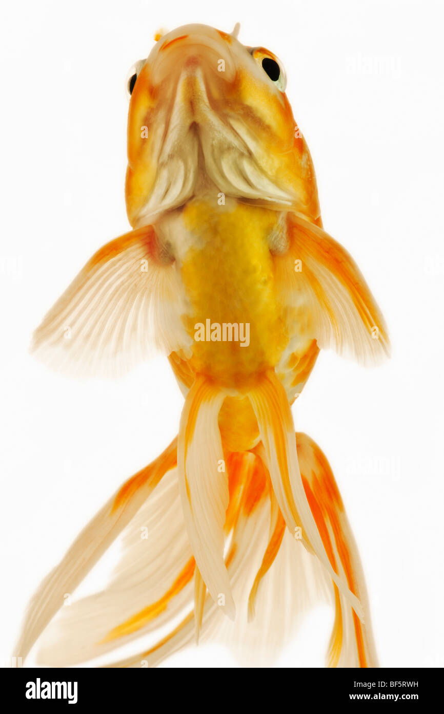 Goldfish (Carassius auratus). Fresh water fish. Variety of fancy goldfish. Stock Photo