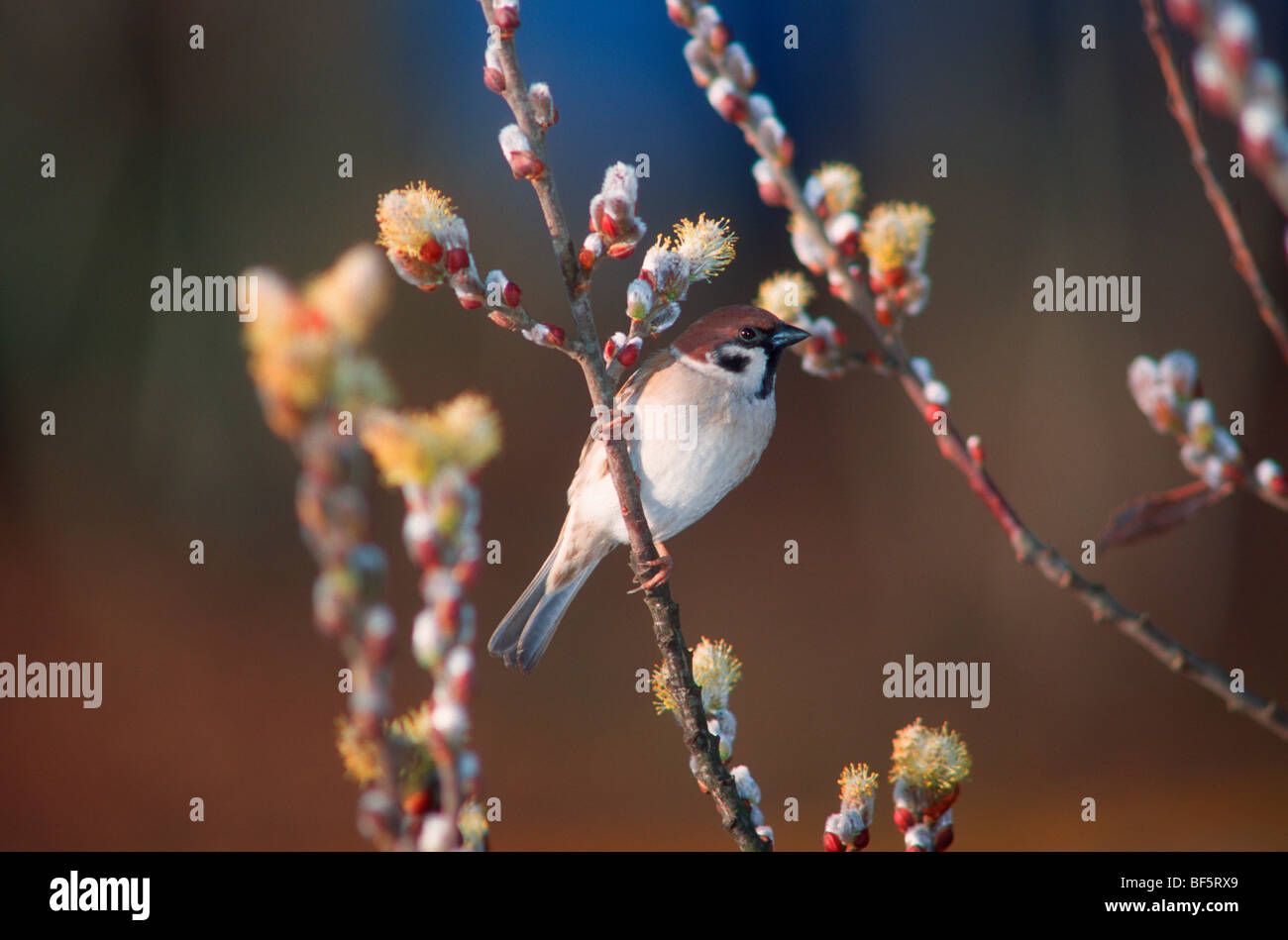 Tree Sparrow,  Passer montanus. On Willow stem Stock Photo