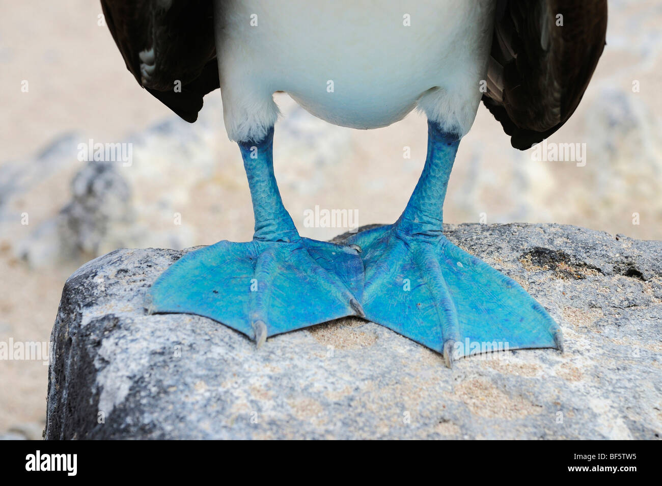 Blue-footed Booby (Sula nebouxii), adult, Seymour Norte Island, Galapagos Islands, Ecuador, South America Stock Photo
