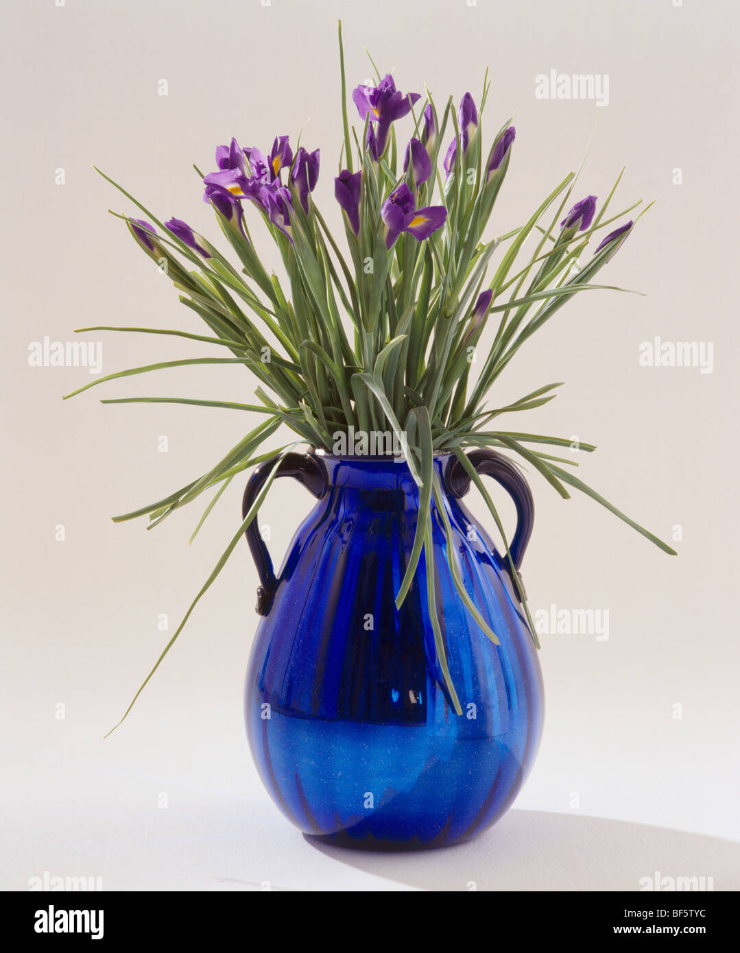 Vase of irises hires stock photography and images Alamy