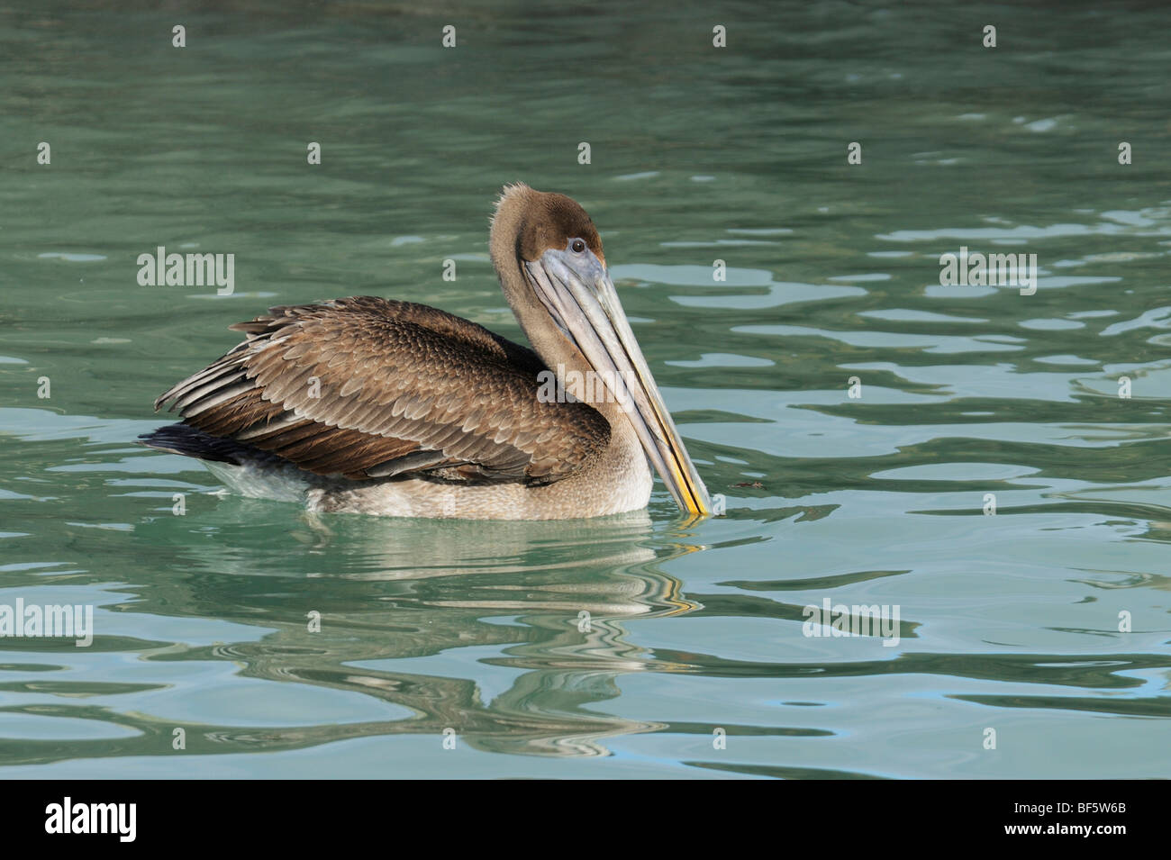 Brown Pelican (Pelecanus occidentalis), immature swimming, Galapagos Islands, Ecuador, South America Stock Photo