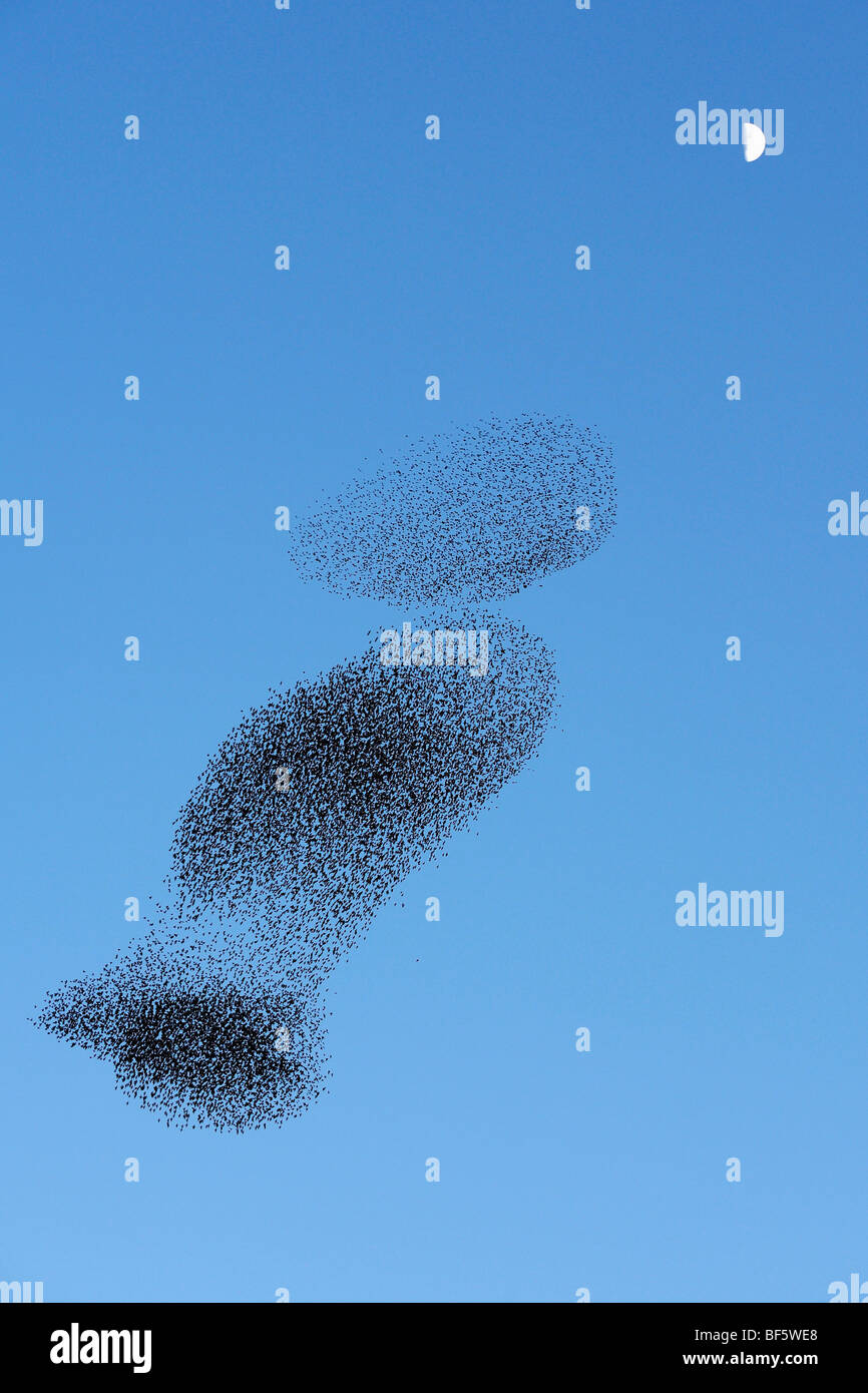 European Starling (Sturnus vulgaris), Flock migrating in winter and moon, Rome, Italy, Europe Stock Photo