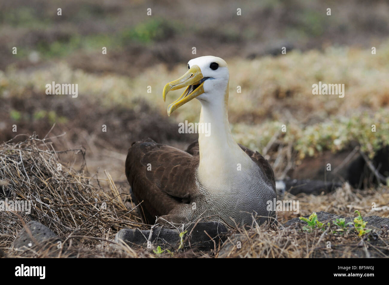 Galapagos Albatross (Diomedea irrorata), adult on nest, Espanola Island, Galapagos, Ecuador, South America Stock Photo