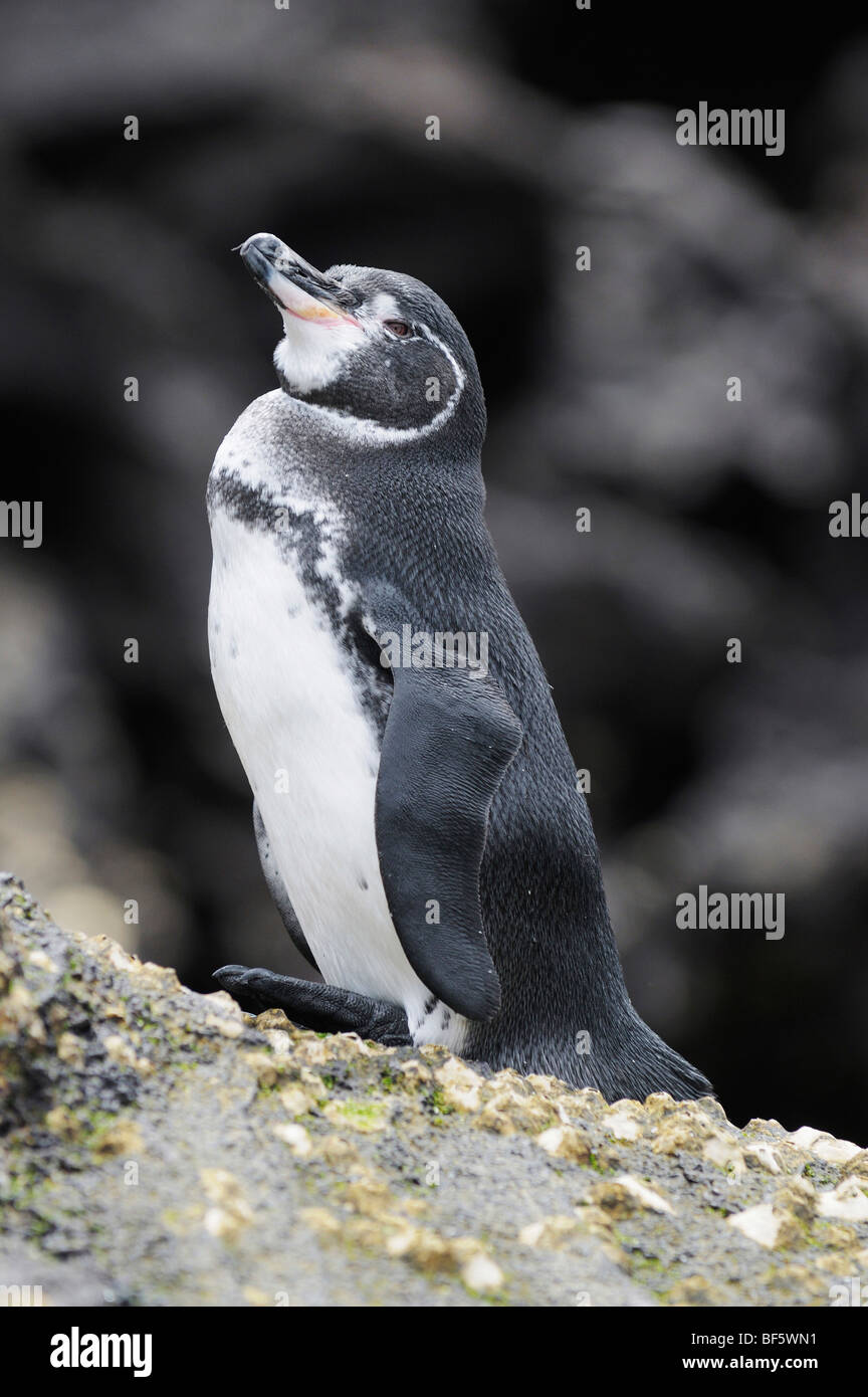 Gal pagos Penguin (Spheniscus mendiculus), adult on rock, Bartolom Island, Galapagos, Ecuador, South America Stock Photo