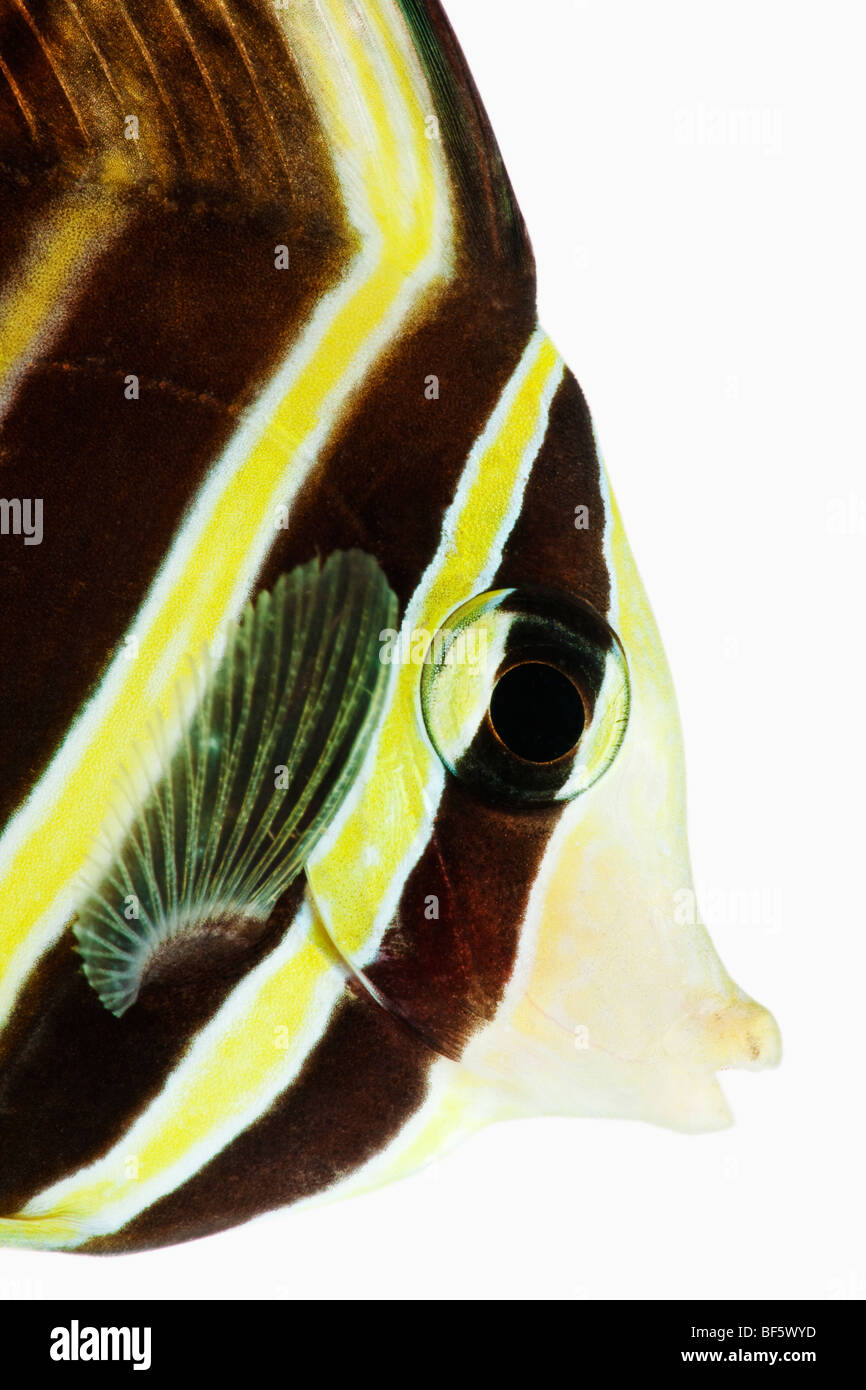 Sailfin tang fish (Zebrasoma veliferum) studio shot on white background Stock Photo