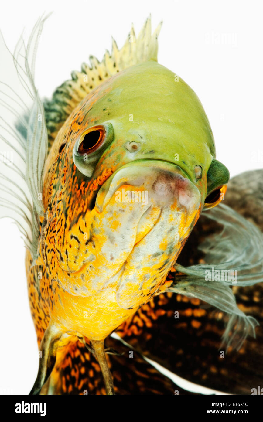 Oscar fish (Astonotus ocellatus). Tropical Freshwater fish from South America Stock Photo