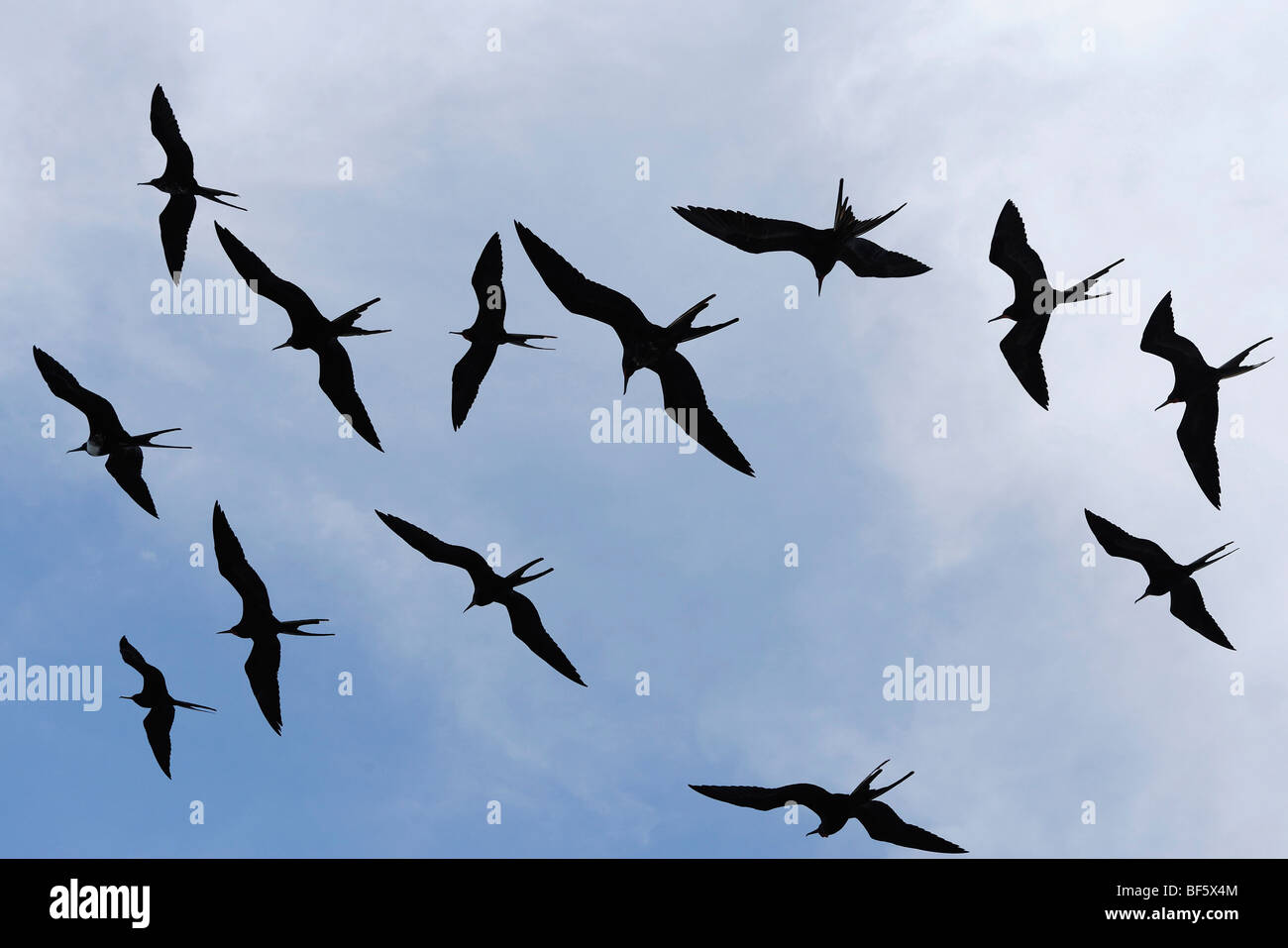 Great Frigatebird (Fregata minor), group in flight, Seymour Norte Island, Galapagos Islands, Ecuador, South America Stock Photo