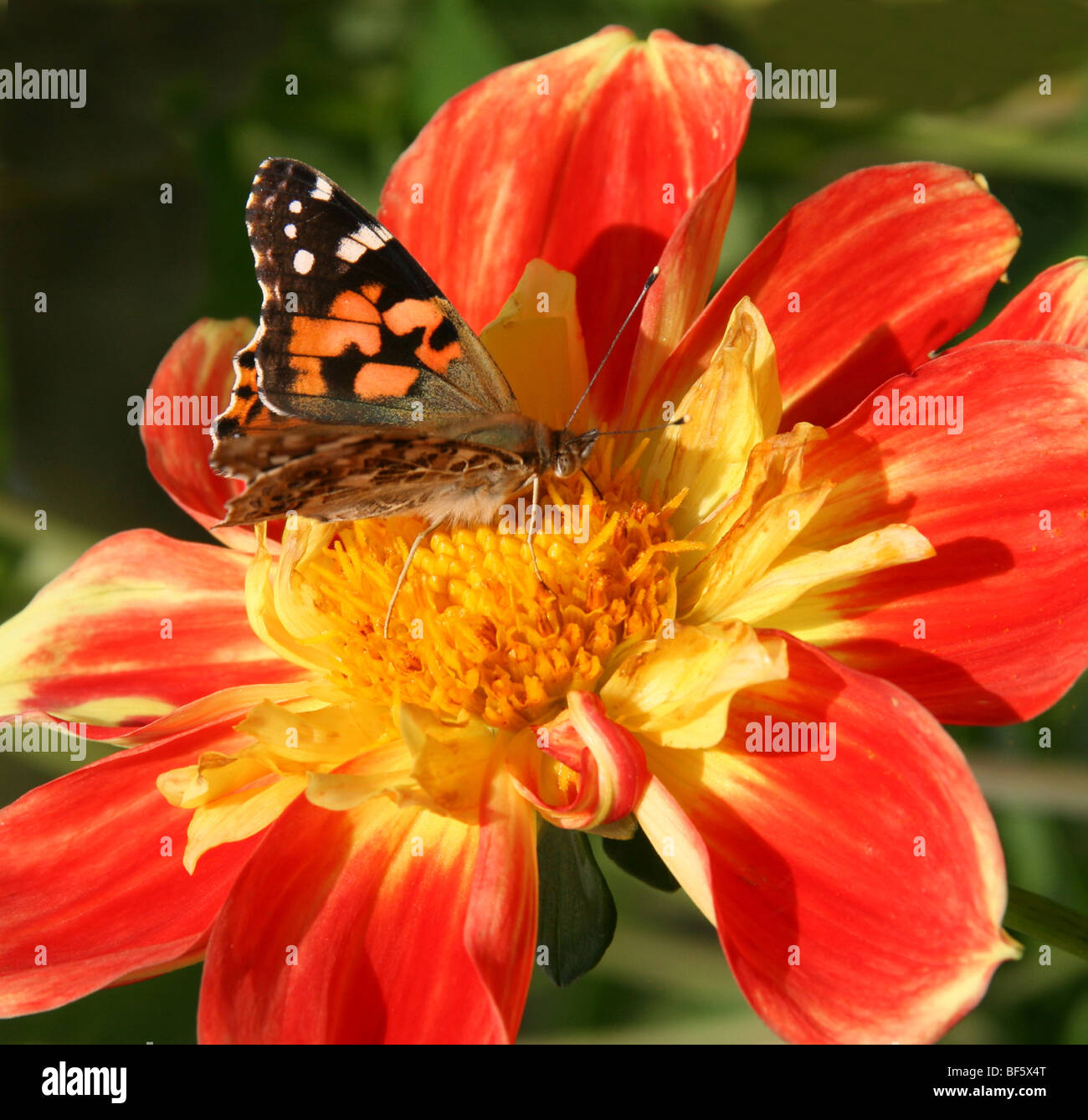 Butterfly on Dahlia Stock Photo - Alamy