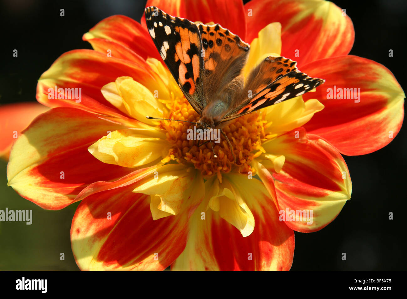 Dahlia Butterfly Top (cerise)