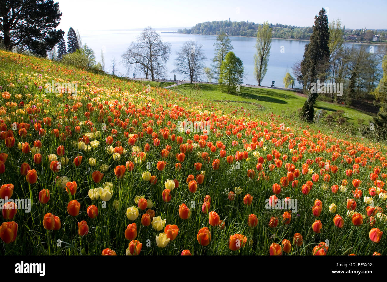 Tulip Blossom, Mainau Island, Lake Constance, Baden Wurttemberg, Germany Stock Photo