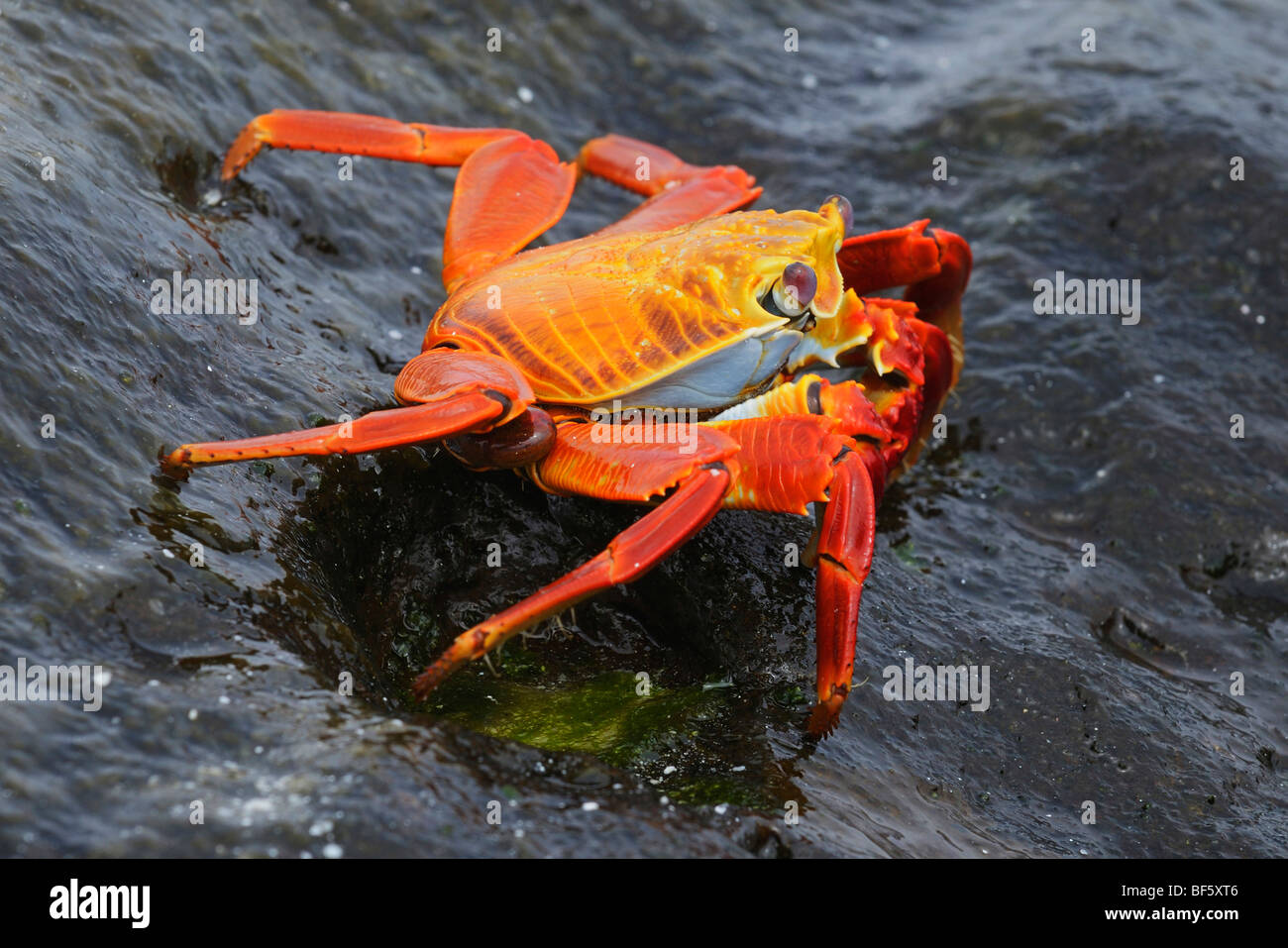 Sally Lightfoot Crab (Grapsus grapsus), adult, Espa ola Island, Galapagos, Ecuador, South America Stock Photo