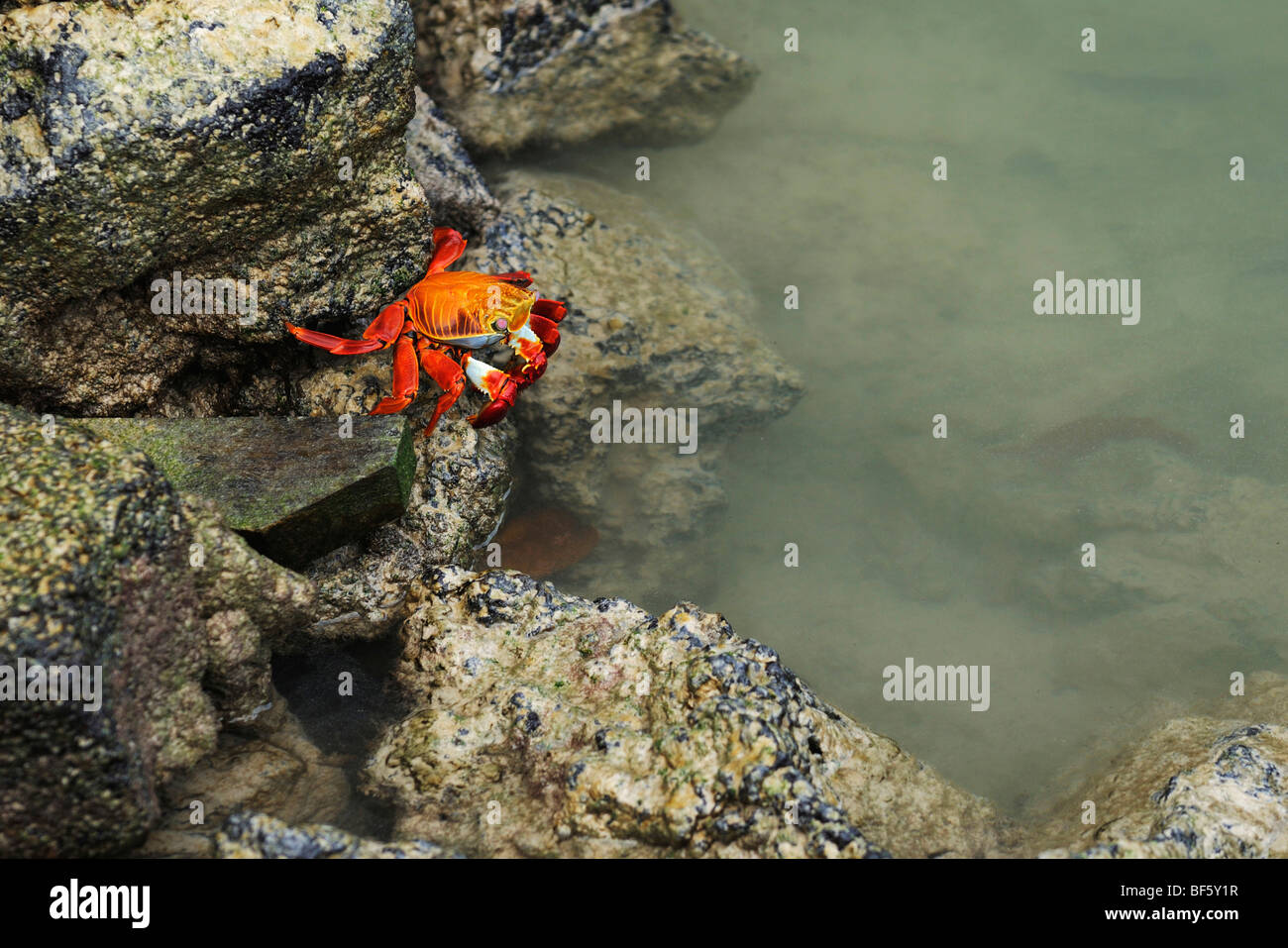Sally Lightfoot Crab (Grapsus grapsus), adult, Espa ola Island, Galapagos, Ecuador, South America Stock Photo