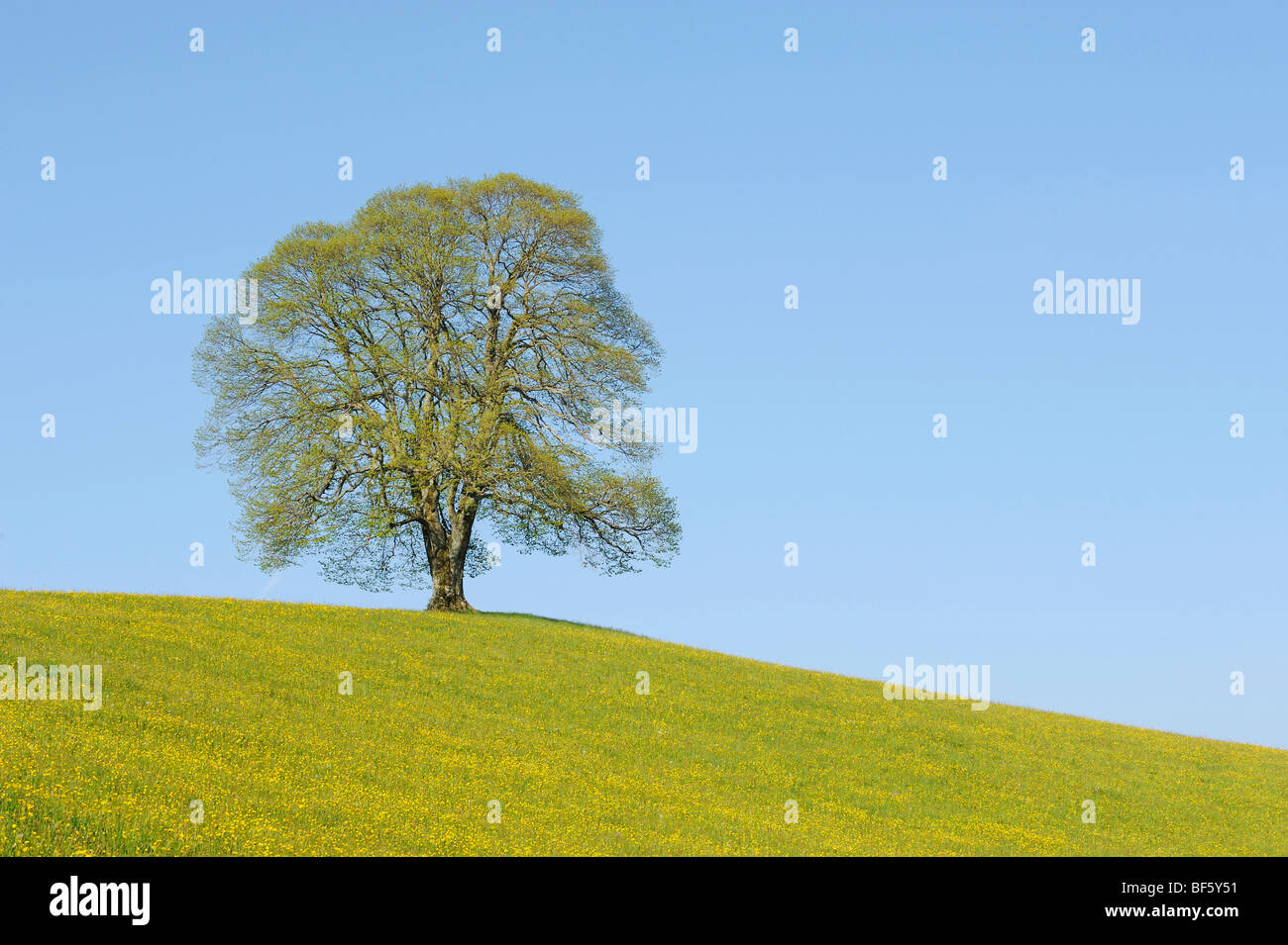 Linden tree (Tilia sp.), tree in spring, Switzerland, Europe Stock Photo