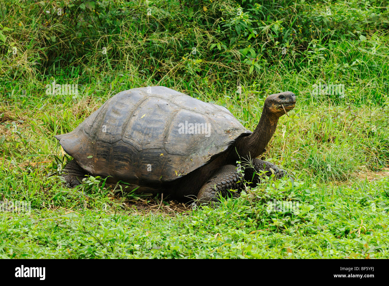 Galapagos Giant Tortoise (Geochelone elephantopus), adult eating, Galapagos Islands, Ecuador, South America Stock Photo
