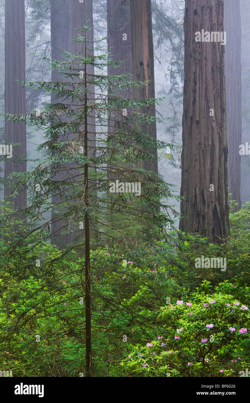 New young redwood tree growing in forest with older tall trees in fog, Del Norte Coast Redwood State Park, California Stock Photo