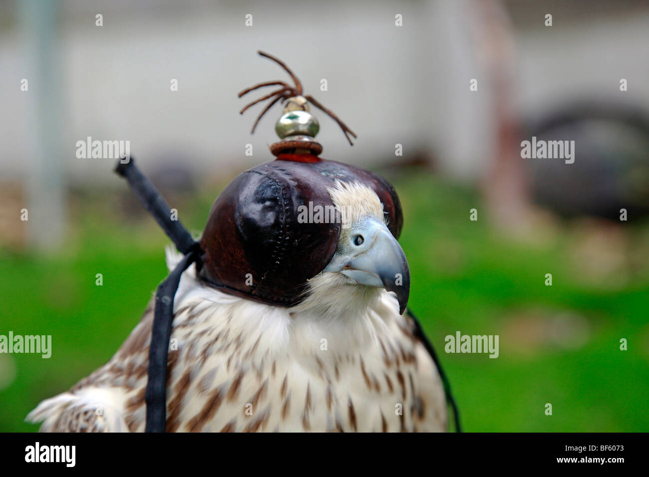 A hooded Gyr falcon waiting to be flown in training Stock Photo