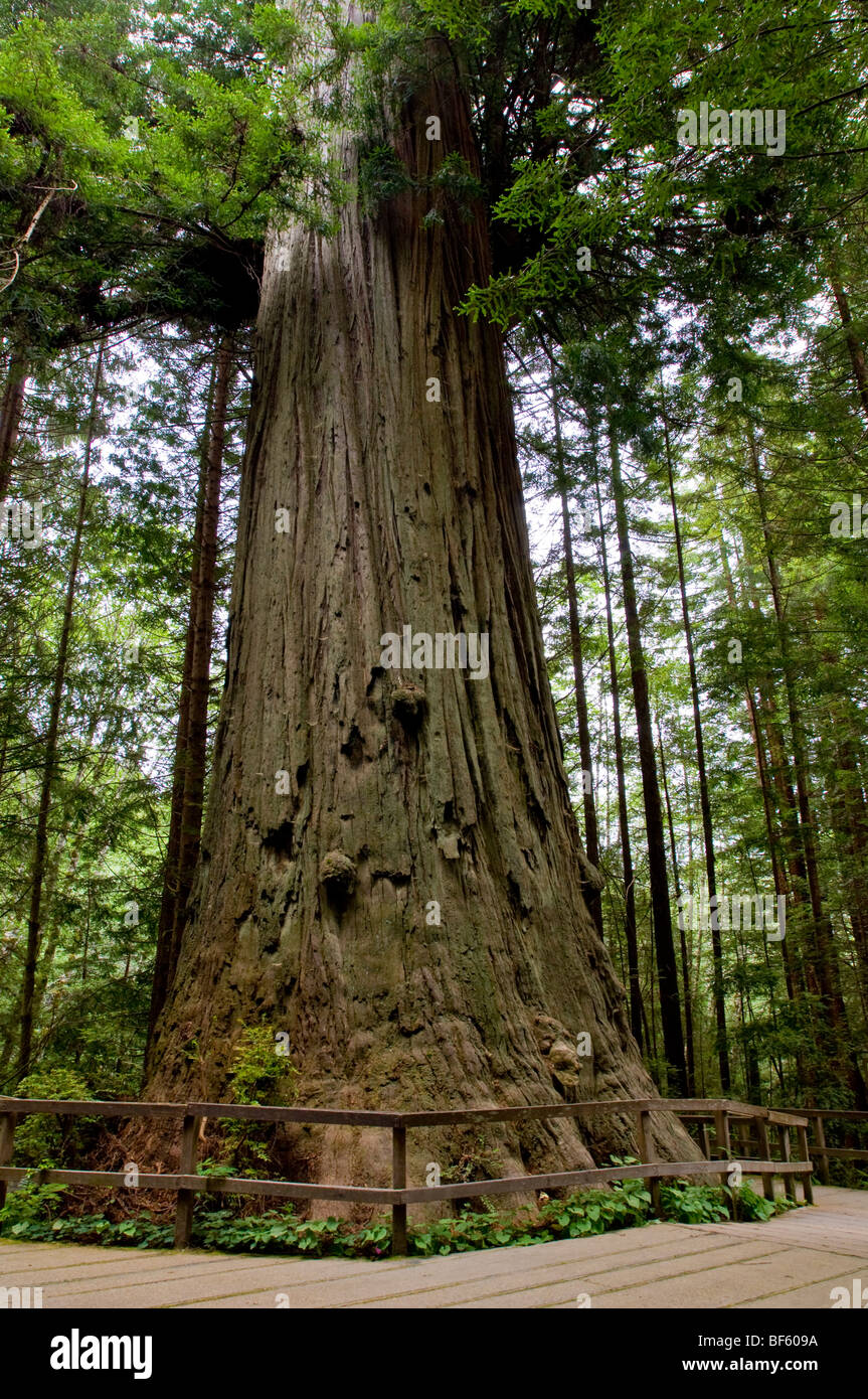 The Brotherhood Redwood Tree, on the Kingdom of the Trees Trail, Trees of Mystery, Del Norte County, California Stock Photo