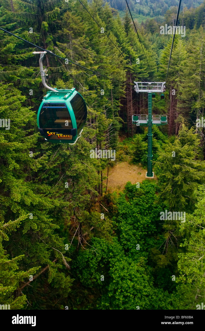 Redwood Forest Trees Of Mystery