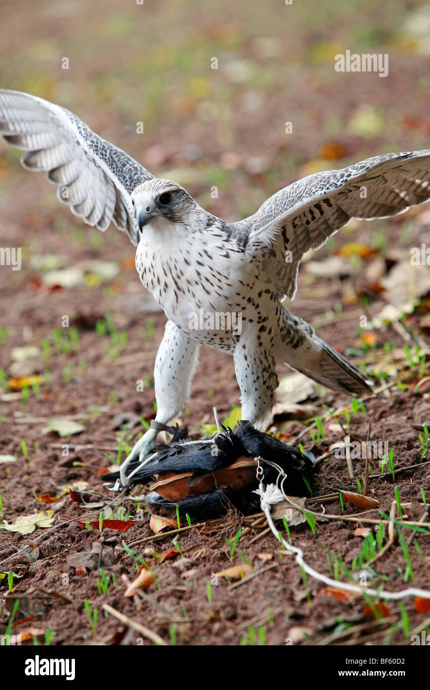 Trained falcons hi-res stock photography and images - Alamy