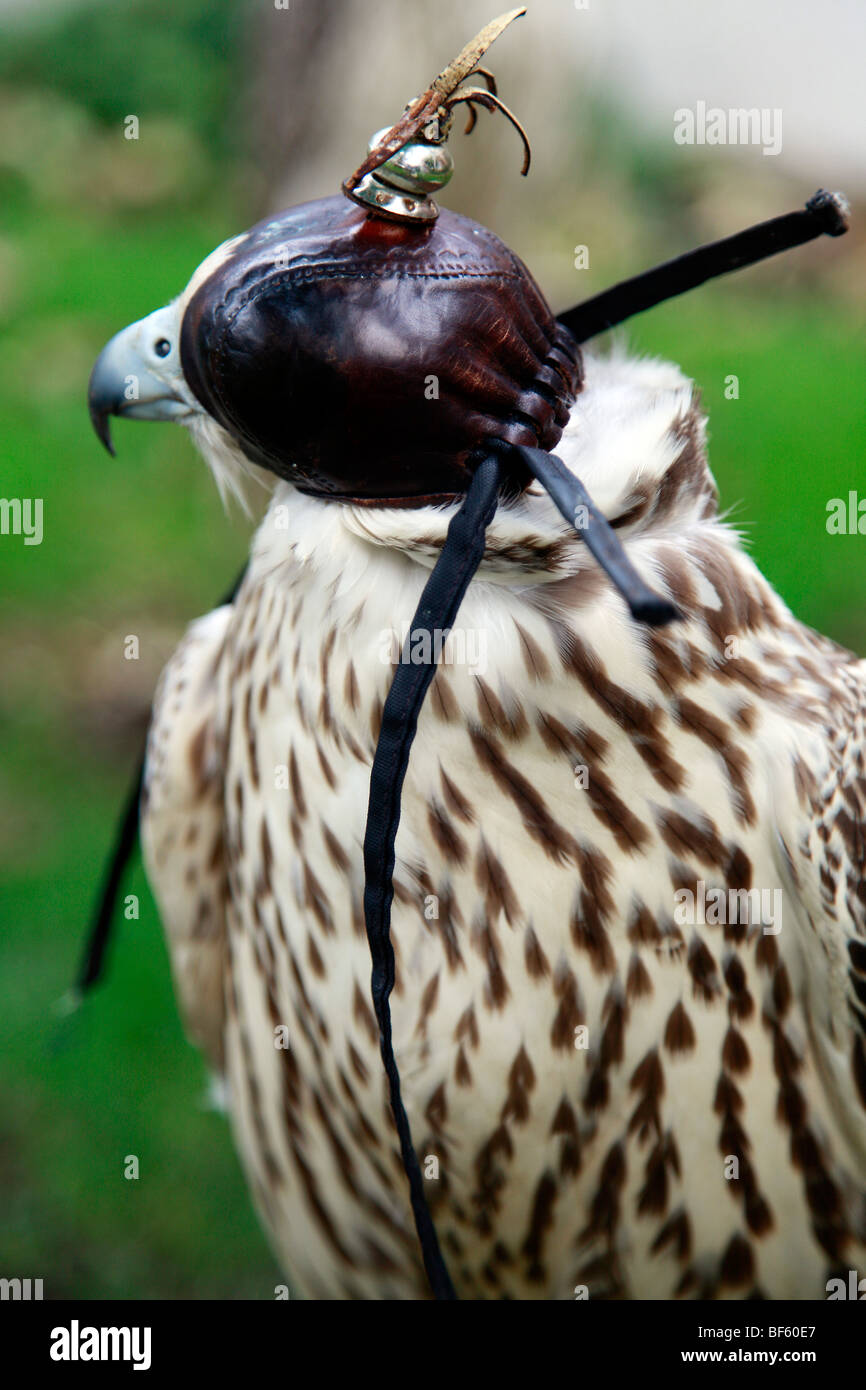 A hooded Gyr falcon waiting to be flown in training Stock Photo