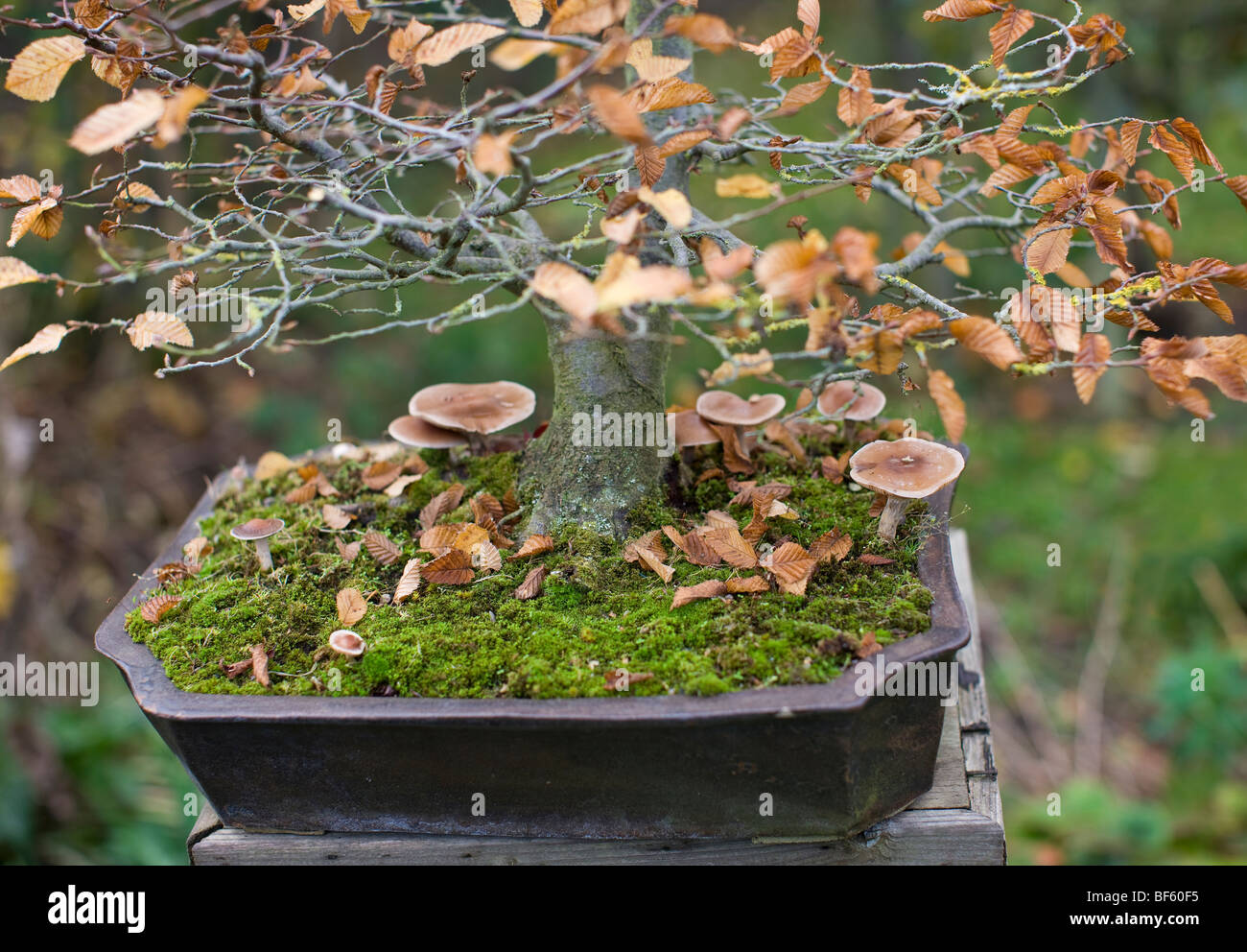 Hornbeam carpinus sp hi-res stock photography and images - Alamy