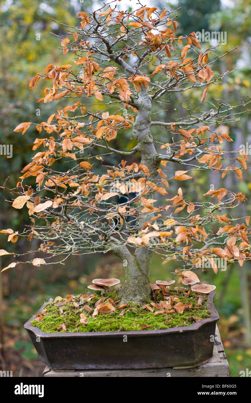 Fungi (Cortinarius sp) growing in association with Hornbeam (Carpinus betulus) Bonsai Stock Photo