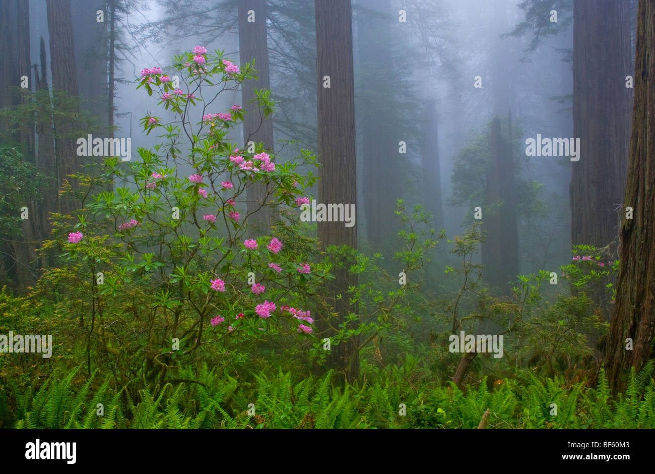 Wild Rhododendron flowers in bloom, Redwood trees, and fog in forest
