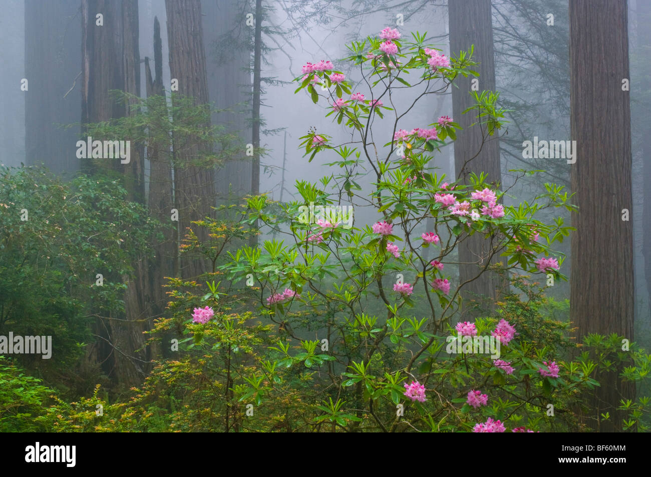 Wild Rhododendron flowers in bloom, Redwood trees, and fog in forest, Redwood National Park, California Stock Photo