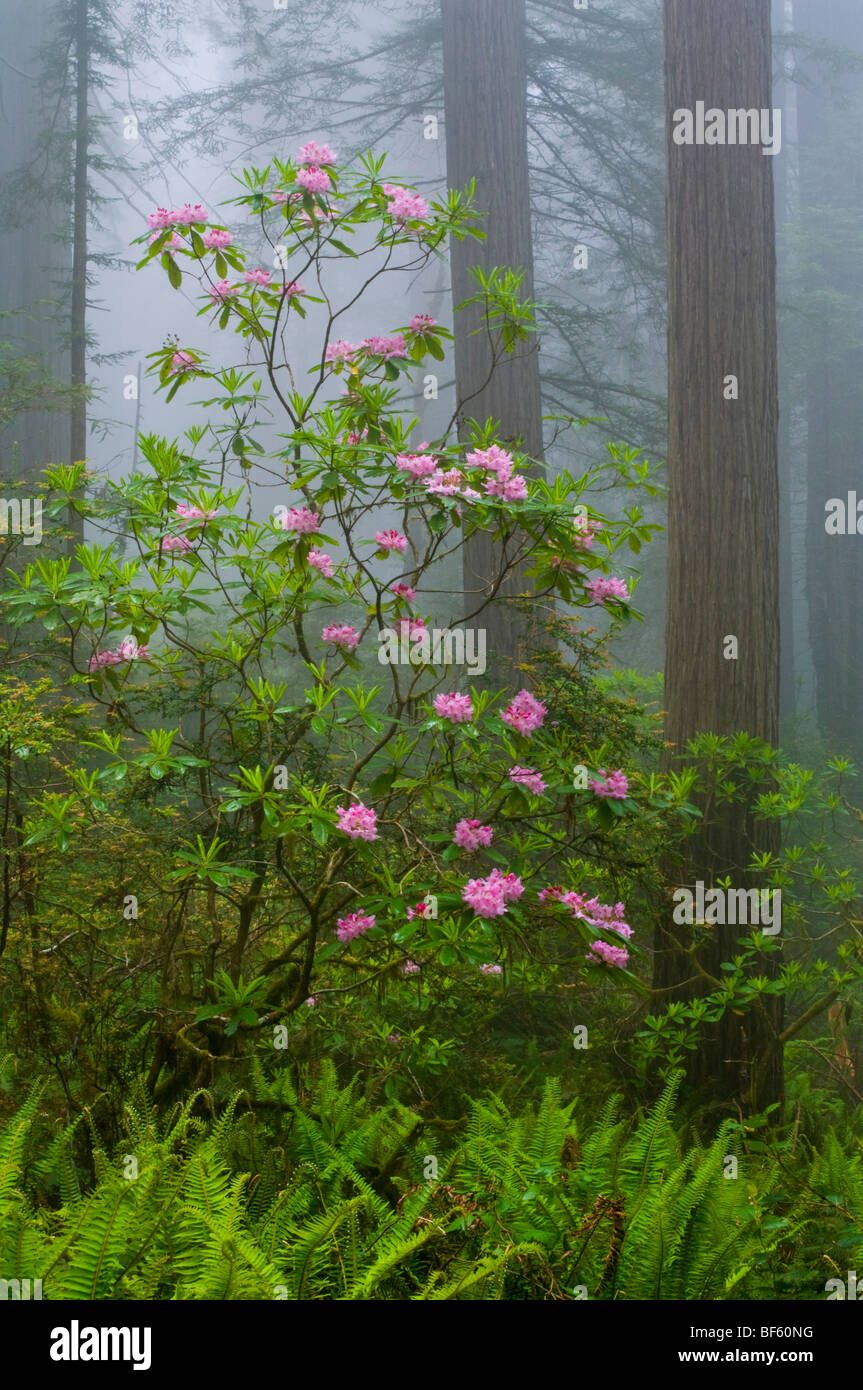 Wild Rhododendron flowers in bloom, Redwood trees, and fog in forest, Redwood National Park, California Stock Photo