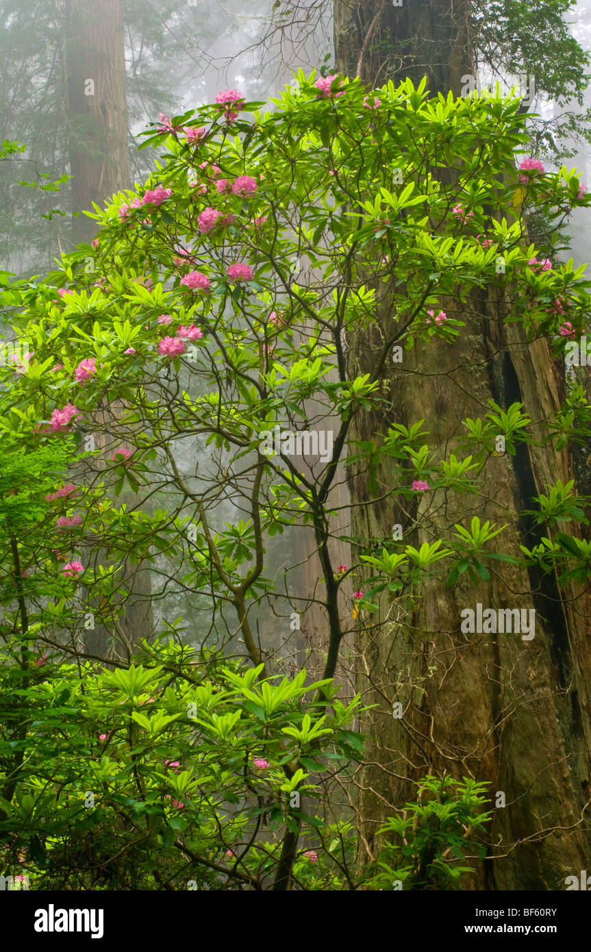 Wild Rhododendron flowers in bloom, Redwood trees, and fog in forest