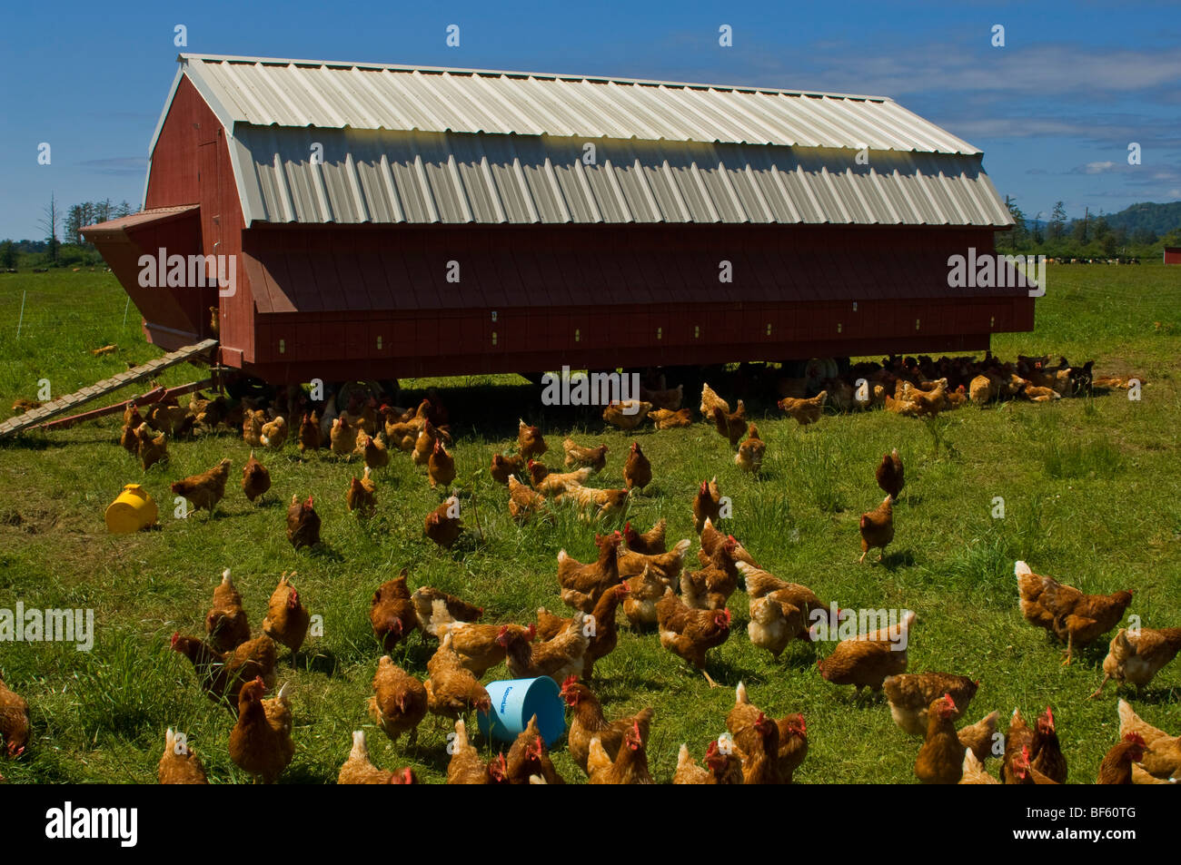 Chickes in front of barn shaped chicken coop on farm near Crescent City, California Stock Photo