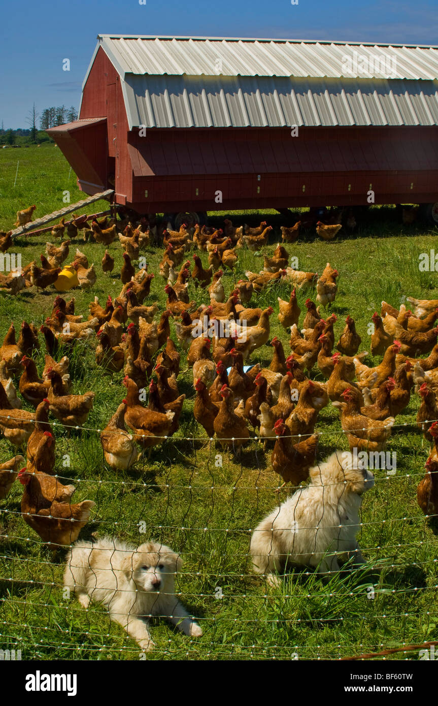 Chickens in front of barn shaped chicken coop on farm near Crescent