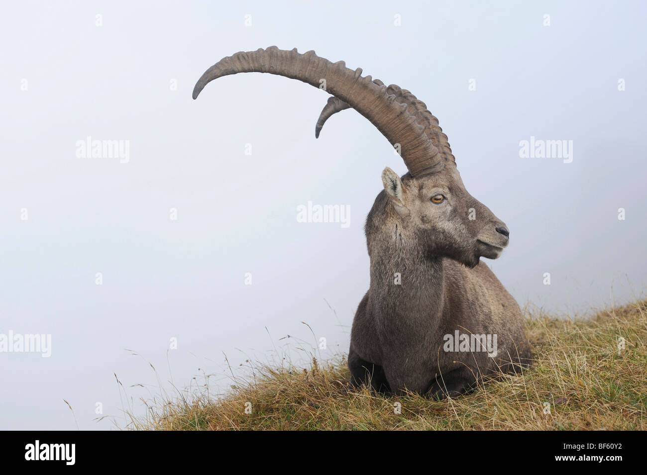 Alpine Ibex (Capra ibex), buck sitting, Niederhorn, Interlaken, Switzerland, Europe Stock Photo