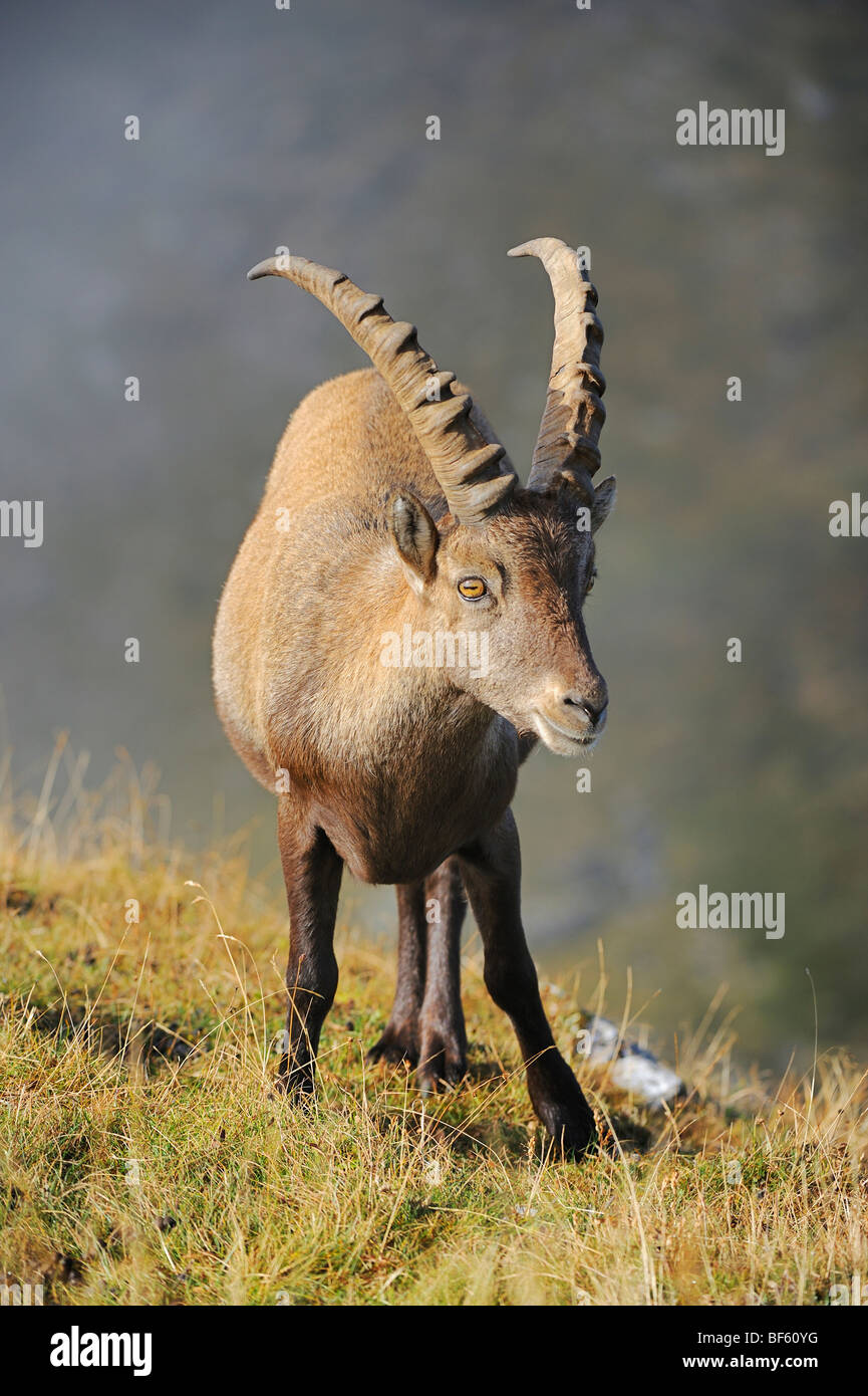 Alpine Ibex (Capra ibex), buck, Niederhorn, Interlaken, Switzerland, Europe Stock Photo