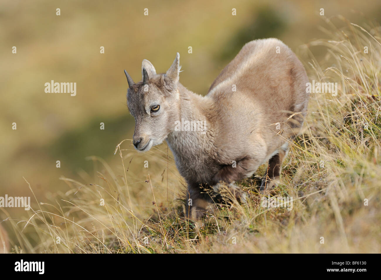 Alpine Ibex (Capra ibex), young, Niederhorn, Interlaken, Switzerland, Europe Stock Photo