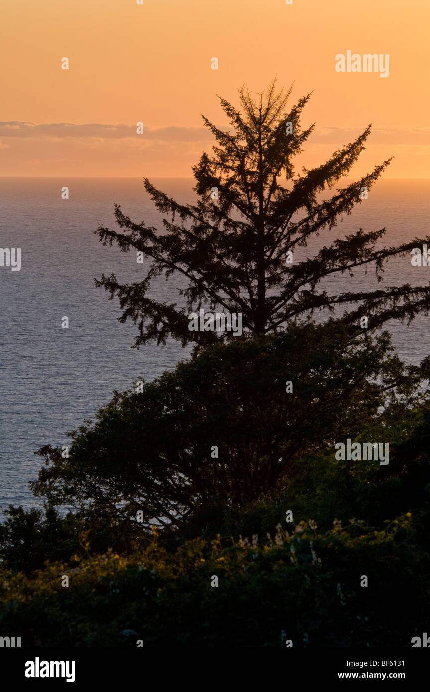 Evergreen tree at sunset over the Pacific Ocean, Redwood National Park, California Stock Photo