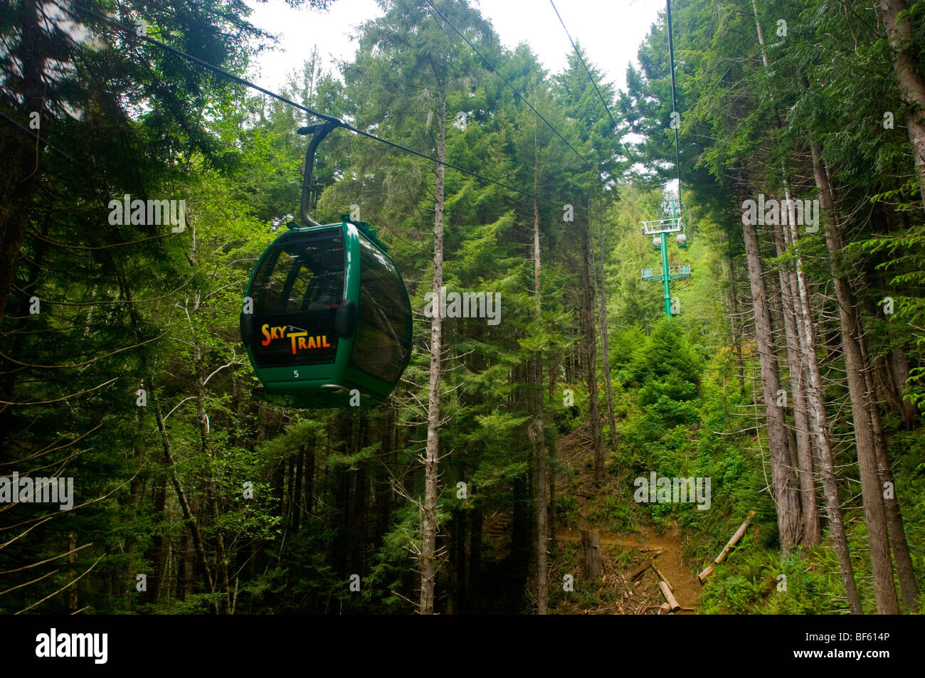 The Sky Trail gondola ride through redwood forest, Trees of Mystery