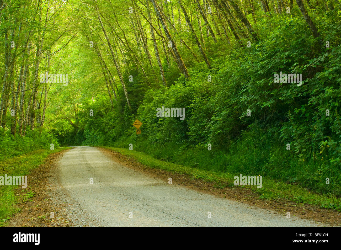 Rural dirt road through green trees and forest along the Coastal Drive, Redwood National Park, California Stock Photo